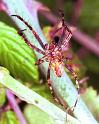 Araneus_ZZXYX_F1976_Z_88_Les Gris_Frankrijk